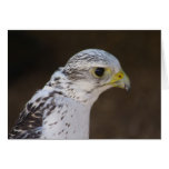 Gyrfalcon Tarjeton