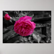 Habla rose posters