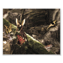Hada preciosa de la naturaleza de la mariposa impresión fotográfica