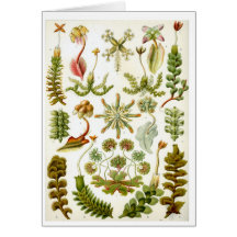 Haeckel_Hepaticae Tarjeta