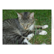 Haga daño el gato felicitación