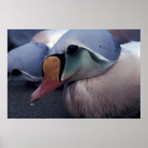 haga el poster del pájaro del eíder del rey
