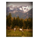 ¡Haga un deseo en un caballo blanco! Postal