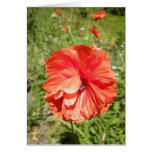 haiku de la amapola del verano tarjeton