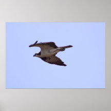 Halcón de Osprey Impresiones