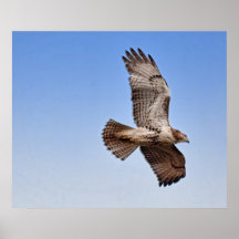 Halcón en vuelo posters