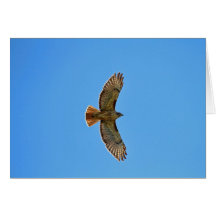 Halcón Rojo-Atado en vuelo Tarjeton