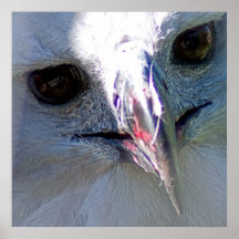 Harpy Eagle Posters