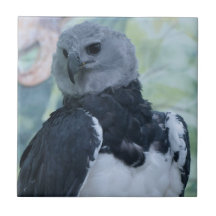 Harpy Eagle Tejas