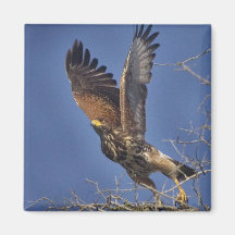 Harris Hawk - Tejas del sur Imán Para Frigorífico
