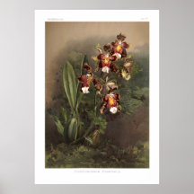 Harryanum de Odontoglossum Poster