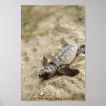 Hatchling de la tortuga de mar del poster/del neci