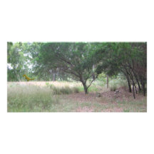 Hay un dinosaurio en el bosque… tarjeta fotográfica