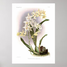 Hebraicim de Odontoglossum Poster