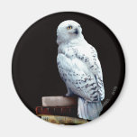 Hedwig en los libros imán para frigorífico
