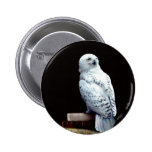 Hedwig en los libros pin