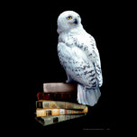 Hedwig en los libros posters
