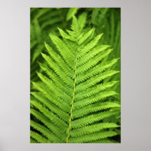 Helecho 1 posters