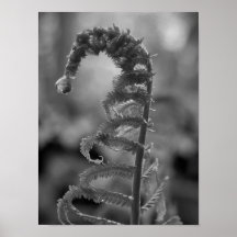 Helecho blanco y negro del descenso de rocío poster