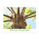 Helecho de árbol postal