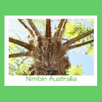 Helecho de árbol tarjetas postales