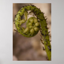 Helecho de Fiddlehead Poster