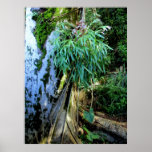 Helecho de la jerarquía del pájaro poster