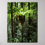 Helecho hawaiano salvaje de la jerarquía del pájar poster
