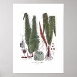 Helecho Poster
