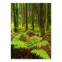 Helechos en el bosque comunicado personal  