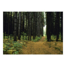 Helechos en el bosque comunicado personalizado