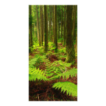 Helechos en el bosque tarjeta con foto personalizada