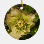 Hellebore del rosa cuaresmal ornamento de reyes magos