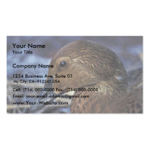Hembra de rey Eider, engrasada Tarjetas De Visita