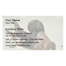 Hembra del eíder de Steller Plantilla De Tarjeta De Negocio