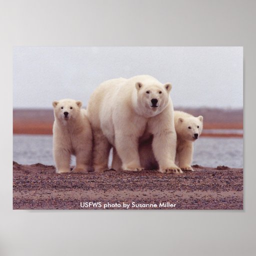 Hembra del poster/del oso polar con Cubs