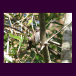 Hembra rufa en Bush posters