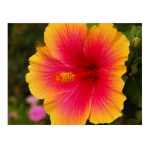 hibisco 3 tarjetas postales