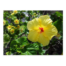 Hibisco amarillo de Hawaii Tarjetas Postales