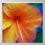 hibisco anaranjado posters