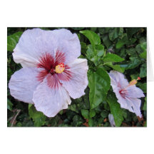 Hibisco de la lavanda felicitaciones