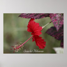 Hibisco del escarlata impresiones