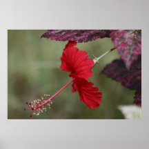 Hibisco del escarlata impresiones