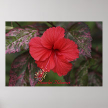 Hibisco del escarlata posters