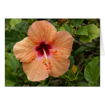Hibisco del melocotón tarjeton
