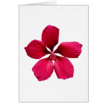 Hibisco Felicitacion