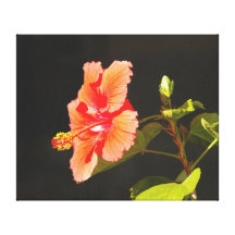 Hibisco grabado en relieve, la flor de Brenda Impresión En Lona