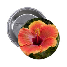 Hibisco híbrido pin