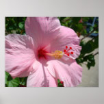 Hibisco Impresiones