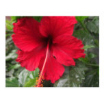 Hibisco rojo 1 tarjeta postal